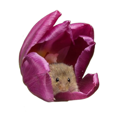 mouse_pic